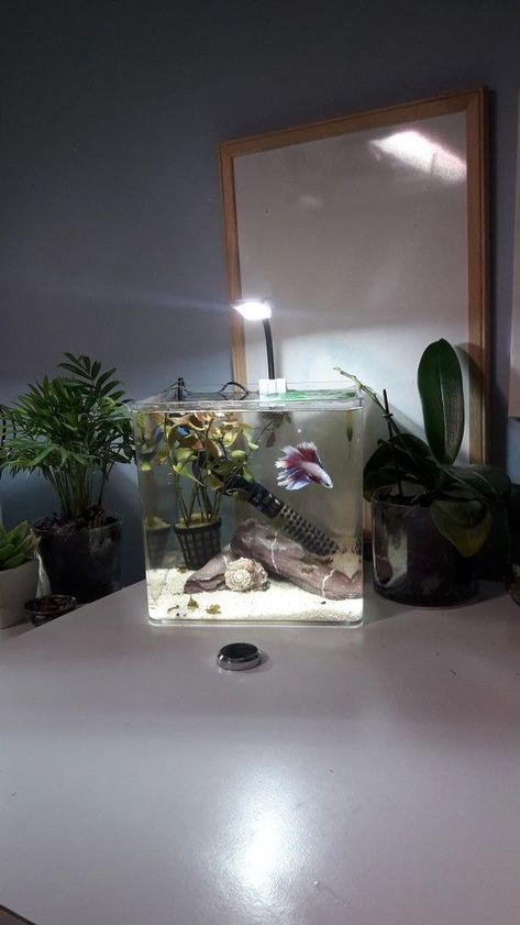 Beta Tanks, Cute Fish Tank Ideas, Beta Tank, Cool Fish Tank Decorations, Fish Tank Themes, Aquarium Garden, Fish Tank Terrarium, Cool Fish Tanks, Betta Aquarium