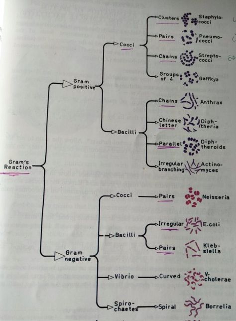 Microbiology Study Tips, Tooth Morphology, Harvard Dental School, Endocrinology Aesthetic, Biology Degree, Microbiology Study, Med School Study, Microbiology Lab, Nursing Cheat Sheet