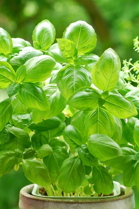 Growing and harvesting your own basil leaves is a wonderful way to have fresh herbs and add flavor to meals year-round. Let me show you how. Basil Aesthetic, Herbs For Inflammation, Basil Garden, Harvesting Basil, Herbs Garden, Growing Basil, Basil Plant, Herb Planters, Garden Aesthetic