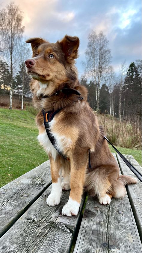 Scotia Duck Tolling Retriever, Border Collie X Australian Shepherd, Cute Medium Sized Dogs, Nova Scotia Duck Tolling Retriever Puppy, Australian Shepherd Haircut Styles, Australian Collie, Australian Shepherd Aesthetic, Golden Aussie, Australian Retriever