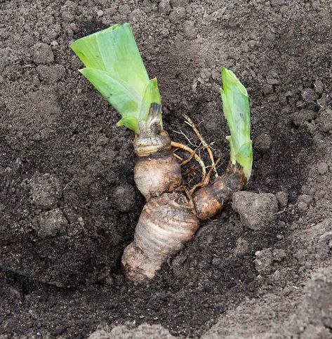 Planting Iris Rhizomes, How To Plant Iris Bulbs, Planting Iris Bulbs, Plant Iris Bulbs, Iris Flowers Garden, Growing Irises, Iris Rhizomes, Japanese Iris, Recipes Fruit