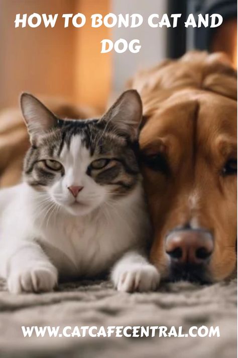 🐱🐶 Discover the secret to creating a purr-fect friendship between your cat and dog! #CatDogBonding #FurryFriends #PetLove Dogs And Cats Together, Senior Cat Care, Power Of Friendship, Calming Cat, Dog Best Friend, Kitten Care, Senior Cat, Owning A Cat, Dog Brushing