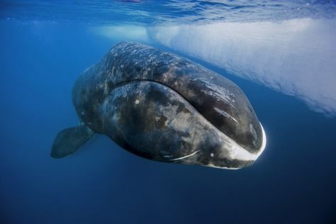 Balaena mysticetus is a species of baleen (or bowhead) whale endemic to the Arctic. Some populations are considered Endangered although the worldwide population is not of concern. Potential threats would have to do with the whale's ability to migrate. #bowheadwhale #endangeredspecies Paul Nicklen, Greenland Shark, Bowhead Whale, Baleen Whales, Giant Tortoise, A Whale, Marine Mammals, Under Water, Whale Shark