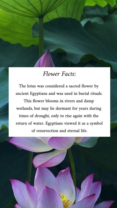 #lotusflower #lotusflowertattoo #lotus #flowerfacts Blue Lotus Flower Meaning, Blue Lotus Flower Benefits, Egyptian Blue Lotus Flower, Lotus Flower Quote, Flower Facts, Lotus Flower Images, Lotus Flower Meaning, Small Lotus Tattoo, Spiritual Center