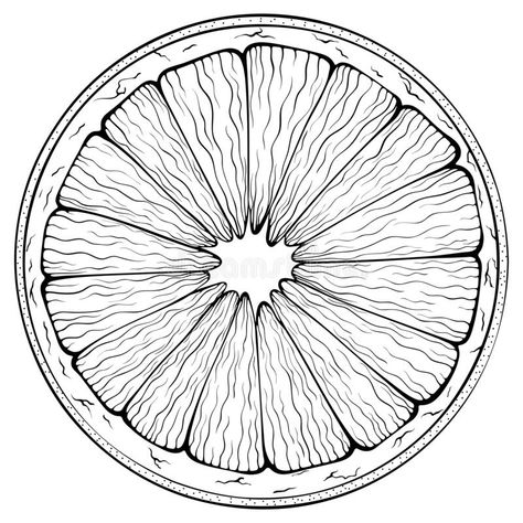 Circle Objects Drawing, Circular Objects, Orange Line Art, Objects Drawing, Line Art Illustration, Line Art Vector, Object Drawing, Orange Line, Sweet Food