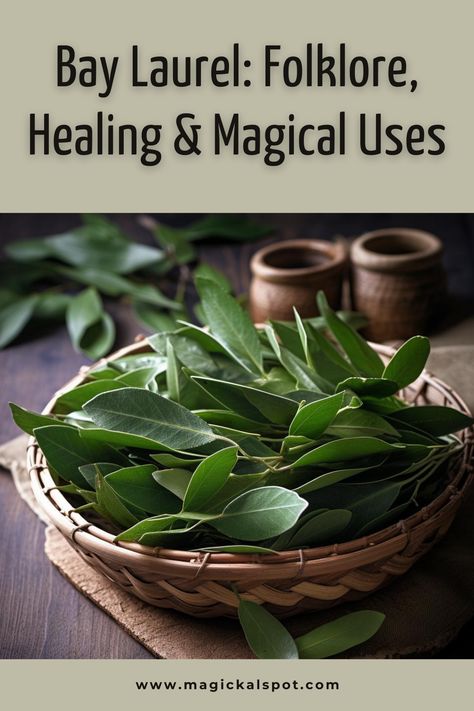 Embrace the noble essence of 🍃 Bay Laurel in 'Folklore, Healing & Magical Uses.' Explore its ancient roots, healing properties, and how to use it in magic for protection, purification, and success. 🏆✨ Ideal for those drawn to herbal magic and historical lore, discover Bay Laurel's powerful role in rituals and everyday life. Let the sacred leaves of Bay Laurel bring victory and clarity to your spiritual journey. 🌿🔮 Bay Laurel Plant, Uses For Bay Leaves, Herbs And Their Meanings, Cleansing Spells, Laurel Plant, Burning Bay Leaves, British Folklore, Cleanse Your Home, Cleansing Rituals