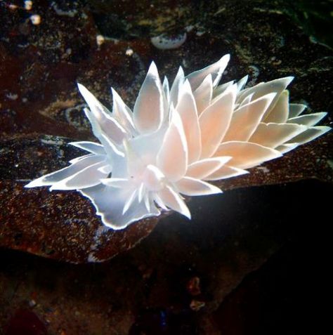 Frosted Nudibranch, Diving Photos, Cute Snail, Hood Canal, Sea Slugs, Underwater Camera, Sea Slug, Beautiful Sea Creatures, Water Animals