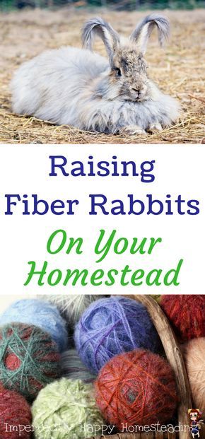 What you need to know about raising fiber rabbits on your homestead. Homesteading Animals, Rabbit Farm, Meat Rabbits, Raising Farm Animals, Raising Rabbits, Farm Layout, Hobby Farm, Farm Ideas, Urban Homesteading