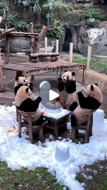 Snow Cake, Panda Gif, Chengdu China, Sore Throat, Chengdu, Amazing Animals, Cute Cats And Dogs, May 7, Panda Bear