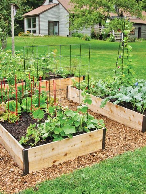 Border Gardens, Portraits Pastel, Outdoor Planter Boxes, Cedar Raised Garden Beds, Vegetable Beds Raised, Cedar Garden, Cedar Lumber, Grow Vegetables, Garden Vines