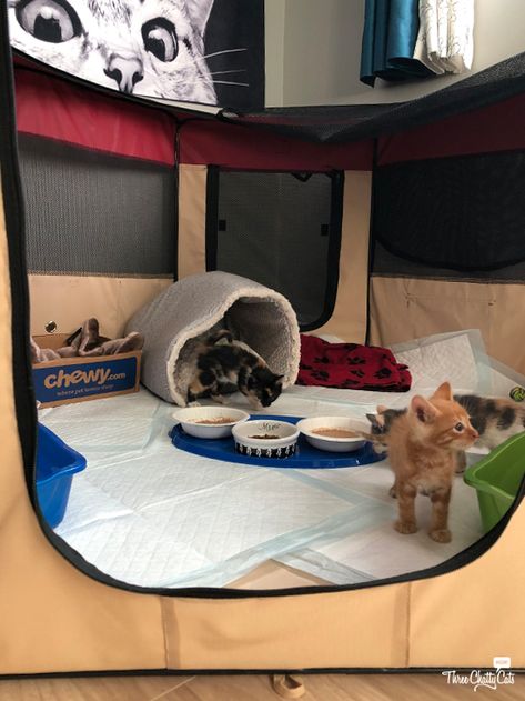 foster kittens in their playpen Diy Indoor Kitten Playpen, Kitten Foster Room, Kitten Set Up, Kitten Play Area, Diy Kitten Playpen, Foster Kittens Setup, Animal Fostering, Cat Setup, Fostering Cats