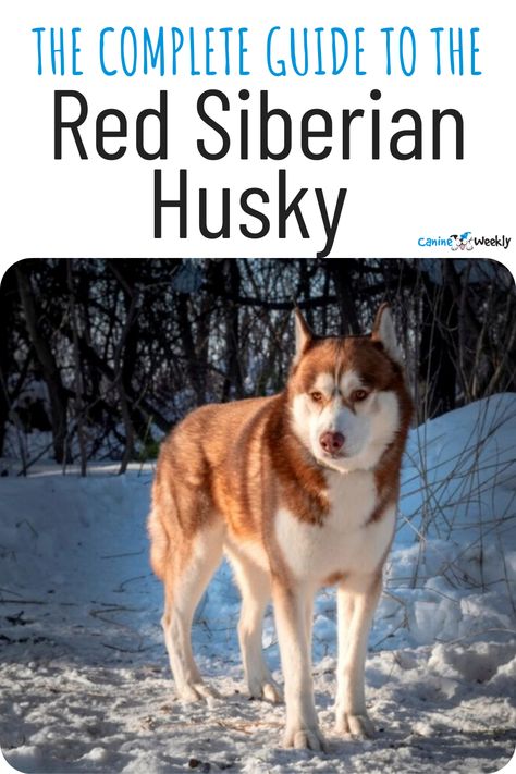 Red Husky Puppies, Husky Care, Red Siberian Husky, Husky Pups, Husky Facts, Siberian Husky Facts, Husky Colors, Husky Names, Red Husky