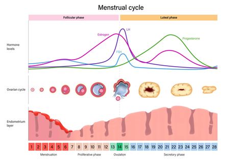 Ovarian Cycle, Menstrual Cycle Chart, Cycle Phases, Menstrual Cycle Phases, Follicular Phase, Luteal Phase, Irregular Menstrual Cycle, Progesterone Levels, Cerebrospinal Fluid