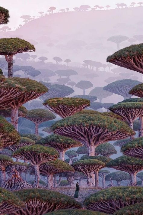 This is a painting of Dragon Blood Trees (Socotra Island, Yemen) Socotra Island, Dragon Blood Tree, Socotra, Dragon Tree, Desert Environment, Alien Worlds, Dragons Blood, Yemen, Archipelago