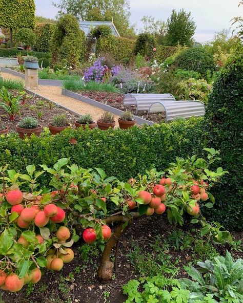 Large Fruit And Vegetable Garden, Apple Tree Small Garden, Fruit Tree In Garden, Orchard And Vegetable Garden, Fruits And Vegetables Garden, Orchard Garden Ideas, Small Apple Orchard, Terry Winters Garden, Aesthetic Vegetable Garden