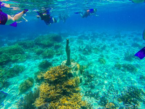 13 Best Cancun Snorkeling Tours That You Don't Want to Miss Cancun Snorkeling, Tulum Ruins, Best Snorkeling, Puerto Morelos, Snorkeling Gear, Calm Water, Adventure Tours, Cozumel, Group Tours