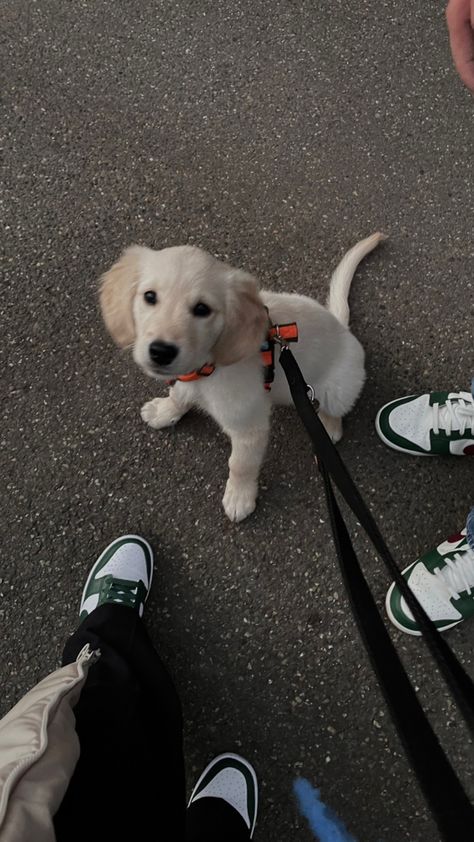 Dog, golden retriever, puppy, walking Walking Golden Retriever, Golden Retriever Puppy Aesthetic, Dog Walking Aesthetic, White Golden Retriever Puppy, Puppy Walking, Dog Golden Retriever, Morning Aesthetic, Vision Board Images, London Night