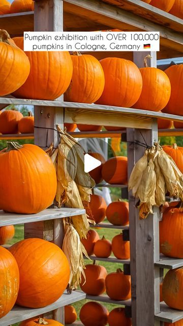 James Haskins | European travel tips & inspiration on Instagram: "SEND this to someone who needs to visit NRW’s LARGEST pumpkin exhibition with YOU…! 🎃🤩

Don’t forget to SAVE ✅ this video for your autumn & Halloween travel planning 🎃🍂🍁

Hidden in the Eifel region of North Rhein Westphalia , you will find this pumpkin farm, which presents a different exhibition with over 120,000 pumpkins every season. Last year visitors were taken on a journey through fantasy, this year you can discover a musical display with figures such as the Rolling Stones & Elvis Presley… the experience is different every year so don’t expect to see the sculptures you see in this video..! 💕

There is also a corn-field made at the pumpkin-farm which you can explore… 🌽

-this experience makes the perfect day trip Large Pumpkins, Halloween Travel, Corn Field, European Travel Tips, Pumpkin Farm, Autumn Halloween, The Perfect Day, Travel Planning, European Travel