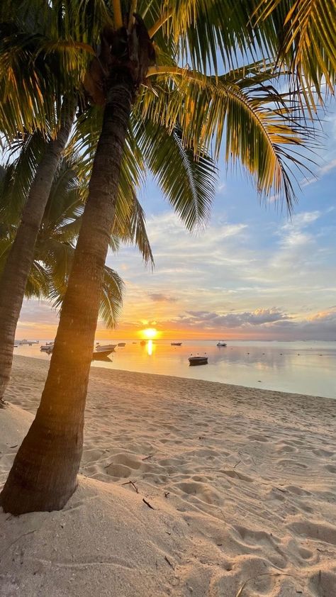 Palm Trees, The Sun, The Beach, Trees, Sun, Water