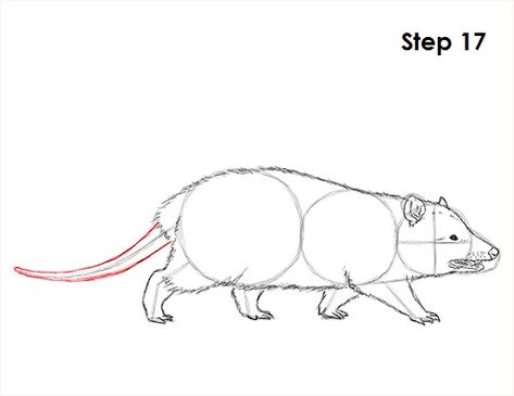 Opossum Sketch, Opossum Side View, How To Draw An Opossum, How To Draw Possum, How To Draw Opossum, Opossum Cartoon Drawing, Cartoon Opossum, Opposum Drawings, Opossum Drawing