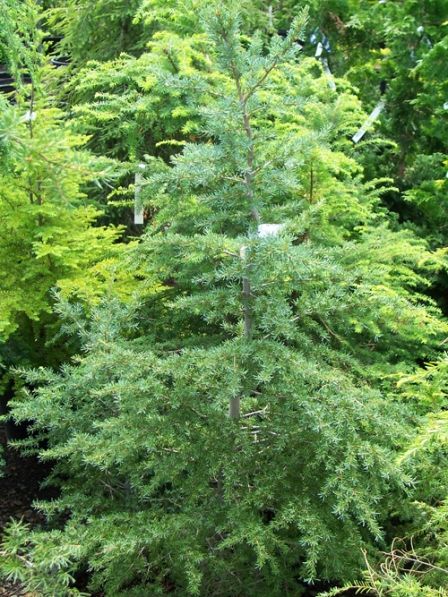 Tsuga heterophylla - Western Hemlock- 150'-200' x 40'-50'- Sun- Part Shade -B Western Hemlock, Landscape Designs, Gardening Plants, Cultural Heritage, North West, Gardening Tips, Habitat, Planting, Portland