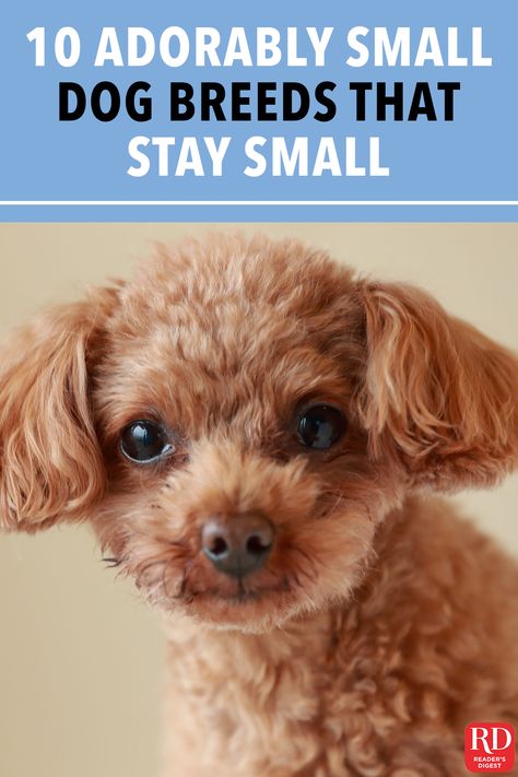 Puppies That Stay Small Forever, Small Puppies That Dont Grow, Cute Dogs That Stay Small Forever, Things You Need For A Small Dog, Cute Dogs That Stay Small, Small Cute Dogs Breeds, Cute Mini Dogs, Cute Puppy Breeds That Stay Small, Toy Dogs Breeds