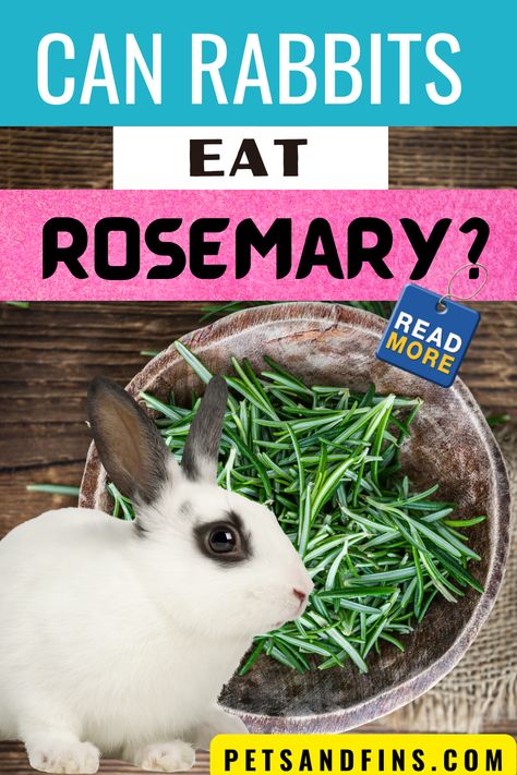 Rabbits can eat rosemary, but it’s probably not a good idea to have them consume too much. As long as you’re careful about how much of the herb they are getting, then your bunny should be fine. If you’re looking for an alternative natural food that doesn’t have as many calories as some other herbs , consider adding a sprig of fresh rosemary in with their regular greens every now and then. Just remember that this is just one part of a healthy diet, so don’t overdo it on the amount given per day! Pregnant Rabbit, Benefits Of Rosemary, Rabbit Diet, Rosemary Herb, Diy Herbal Remedies, Rabbit Eating, Rabbit Food, Vinegar And Water, How To Dry Rosemary