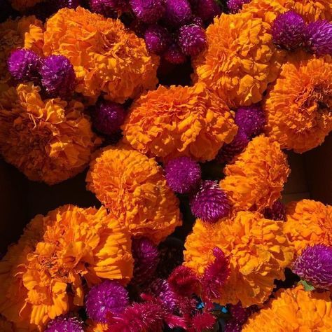 Mexican Marigolds, Marigold Aesthetic, Skelita Calaveras, Mexico Aesthetic, Mexican Flowers, Día De Muertos, Mexican Decor, Rose Orange, Mexican Wedding