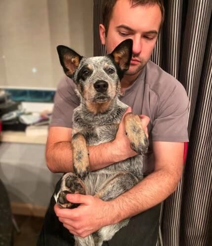 16 Reasons Australian Cattle Dogs Are Not The Friendly Dogs Everyone Says They Are Friendly Dogs, Cattle Dogs, Australian Cattle Dogs, Australian Cattle Dog, Cattle Dog, Love People, Dog Friends, Dogs, Animals