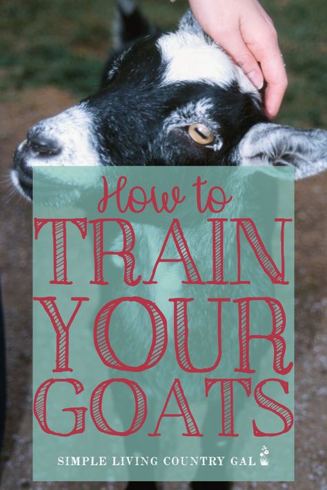 Goat Shelters, Backyard Goats, Goat Ideas, Goat Fence, Goat Playground, Keeping Goats, Goat Health, Goat Shed, Homestead Animals