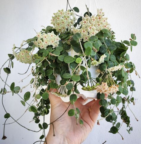 Hoya Linearis, Hoya Cinnamomifolia, Hoya Bordenii, Hoya Kanyakumariana, Hoya Pachyclada Variegata, Indoor Jungle, Porcelain Flowers, Patio Garden, House Plants