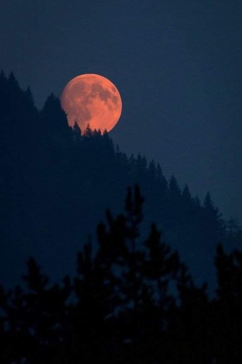 Night Sky Photography, Dream Fantasy, Glacier National Park Montana, Time Pictures, Forest Photos, Night Forest, Tree Photography, Dark Wallpaper Iphone, Cool Wallpapers Art