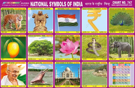 National Symbols Of India, Tiranga Flag, Indian Symbols, India For Kids, Gk Knowledge, National Animal, Printable Preschool Worksheets, Flashcards For Kids, General Knowledge Book