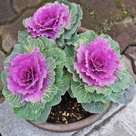 Ornamental Cabbage Seeds - Ornamental Brassica Flower Seed Potted Topiary, Types Of Kale, Flowering Kale, Kale Plant, Cabbage Flowers, Cabbage Plant, Cabbage Seeds, Fall Container Gardens, Ornamental Kale