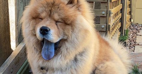 White Chow Chow, Chow Chow Puppy, Chow Chow Dogs, Turn Blue, Chow Chow, Animal Art, Dog Breeds, Dogs And Puppies, Golden Retriever