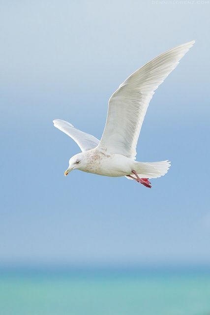 White seagull flying over water. Reminds me of summer, beach and careless vacation time. Seagulls Flying, Coastal Birds, Cottage By The Sea, Shorebirds, White Bird, Sea Birds, Mail Art, Gull, Ocean Beach