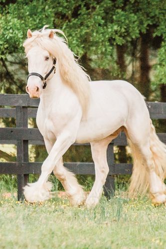 This horse breed was Made in America. The only draft horse breed developed in the United States, the American Cream Draft is a much younger breed than its European draft horse cousins. While the Clydesdale, Percheron, Belgian and other European draft breeds were established several centuries ago, the American Cream Draft got its start in the early 1900s. Learn more about its history in this article by Audrey Pavia. #horses #horsebreed #americancreamdraft #drafthorse #draftbreed #madeinamerica American Belgian Draft, American Belgian Horse, American Cream Draft, Perchons Horse, American Cream Draft Horse, Common Horse Breeds, Cream Horse, Draft Horse Breeds, Belgian Draft Horse