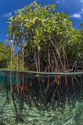 Stand of mangrove trees with their roots in the water - Stock Image - C041/1816 - Science Photo Library Tree In Water, Mangrove Trees, Mangrove Tree, Mangrove Swamp, Raja Ampat, Mangrove Forest, Life Aquatic, Natural Ecosystem, Science Photos