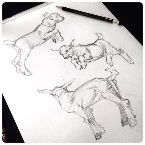 Baby Goat sketches #JAWCooper Tier Tattoo, Goat Art, Baby Goat, Barn Painting, Tmnt Artwork, Baby Goats, Ap Art, Animal Sketches, Animal Figures