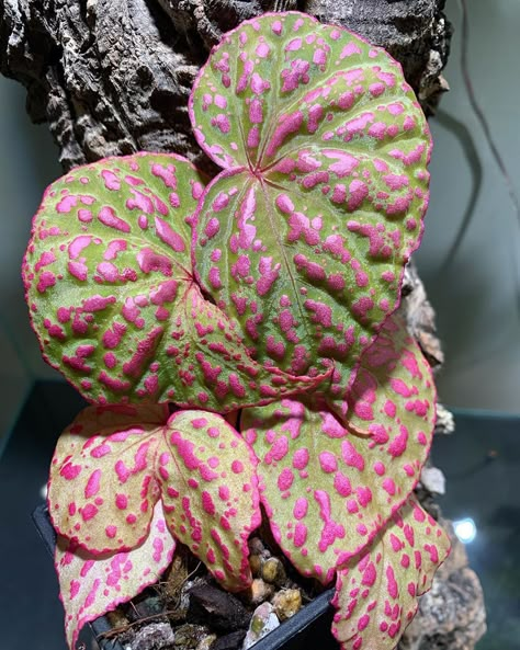 Begonia Pavonina, Rare Begonia, Pink Begonia, Orchid Planters, Plant Goals, Cement Garden, Weird Plants, Plants Are Friends, Pink Plant