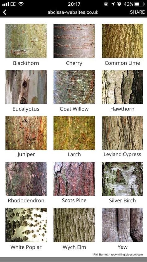 Tree Bark Identification, Tree Leaf Identification, Identifying Trees, Leaf Identification, Types Of Trees, Tree Id, Tree Identification, Plant Identification, Wilderness Survival