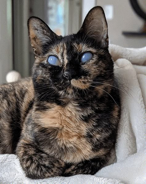 Meet The Stunning Tortie Cat Who Has A Rare Eye Condition But Is Thriving Thanks To Her Wonderful Family! – Meow As Fluff Tortoiseshell Kitten, Tortie Kitten, Tortie Cat, Rare Cats, Tortoise Shell Cat, Quad Cities, Cat Pose, Kittens For Adoption, Pretty Animals