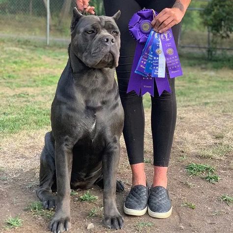 15 Amazing Facts About Cane Corso | PetPress King Corso Dog, King Corso, Brindle Cane Corso, Dogs Tattoo Ideas, Dog Line Art Tattoo, Dog Ear Tattoo, Cane Corso Dog Breed, Dog Pfp, Cane Corso Italian Mastiff