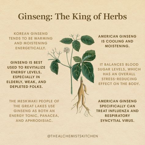 Ginseng--often referred to as the 'King of Herbs"--is one of the most well-known, over-harvested, and widely adulterated plants available on the western herb market. Indeed, Ginseng's global demand speaks to this herb's potent effects as a supreme energy tonic and adaptogenic panacea! Herbs And Supplements, Ginseng Magical Properties, Herbs Medicinal Healing, Ginseng Tincture, Herbs For Men, Herb Magic, Ginseng Plant, Herb Medicine, African Herbs