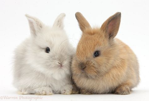 bunnies | WP36678 Two Baby Lionhead x Lop bunnies. Lop Bunnies, Suffolk Sheep, Two Bunnies, Domestic Animals, Logan Lerman, Pet Bunny, Bunny Pictures, Celebrity Portraits