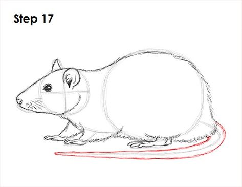 Insect Diagram, Rats Drawing, Rat Anatomy, Skeleton Diagram, Pet Rat Cages, Brain Diagram, Rat Drawing, Animal Tutorial, Fancy Rat