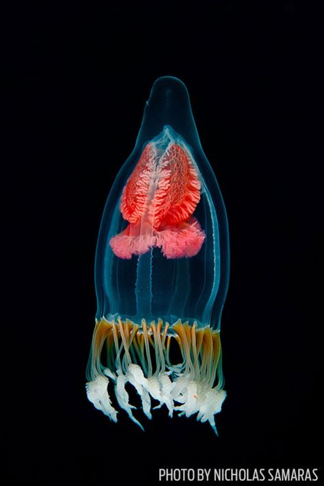 Nicholas Samaras ALIEN SPACE SHIP "Pandea conica" jellyfish. Check out these stunning selections of jellyfish from this year's Through Your Lens Photo Contest. Underwater Jellyfish, Creature Marine, Cnidaria, Fauna Marina, Deep Sea Creatures, Beautiful Sea Creatures, Underwater Creatures, Underwater Life, Jelly Fish