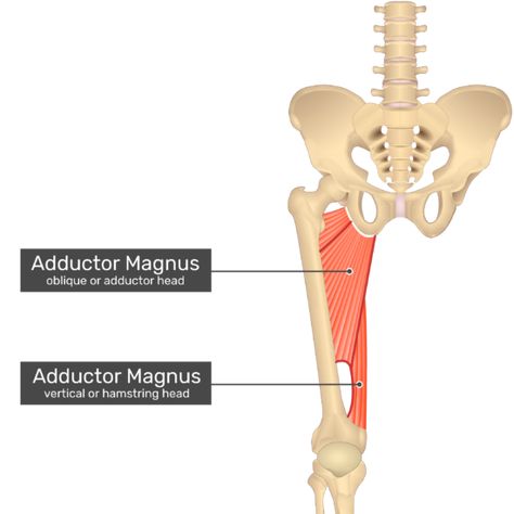 Adductor Magnus Muscle Adductor Magnus Muscle, Human Muscle Anatomy, 3d Anatomy, Muscle Anatomy, Thigh Muscles, Sciatic Nerve, Learn Faster, Muscles, More Fun