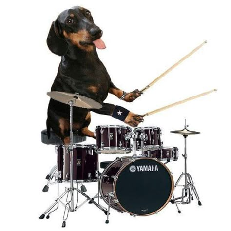 "Jammin" Funny Dog Images, Funny Clip, Playing Drums, How To Play Drums, Silly Dogs, Dachshund Puppies, Cat Icon, Dachshund Love, Weiner Dog