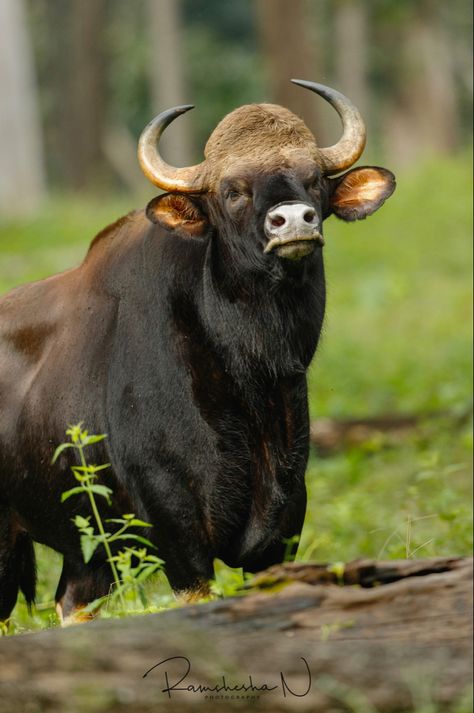 Hooved Animals, Indian Cow Photo, Indian Gaur Bull, Indian Bison Gaur, Indian Wildlife, Bison In Snow Photography, Wildlife Of India, Buffalo Bulls, Orchid Photography